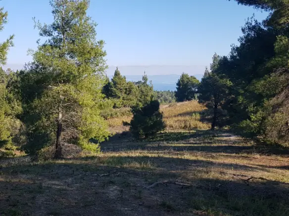 Land In Kassandra, Greece