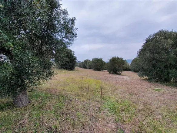 Land In Kassandra, Greece