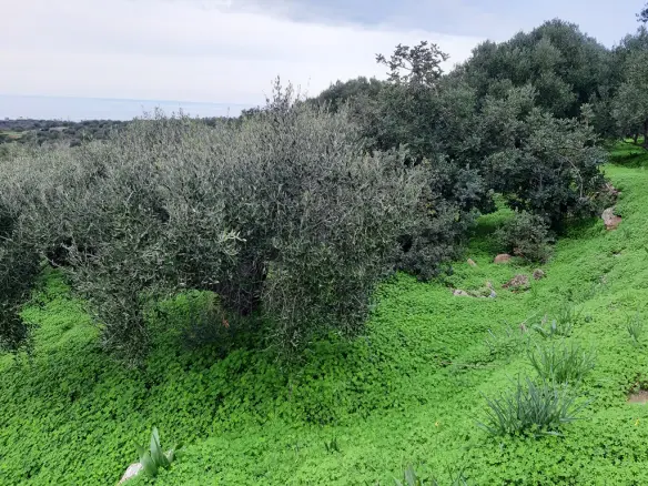Land In Neapoli, Greece