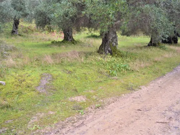 Land In Corfu, Greece