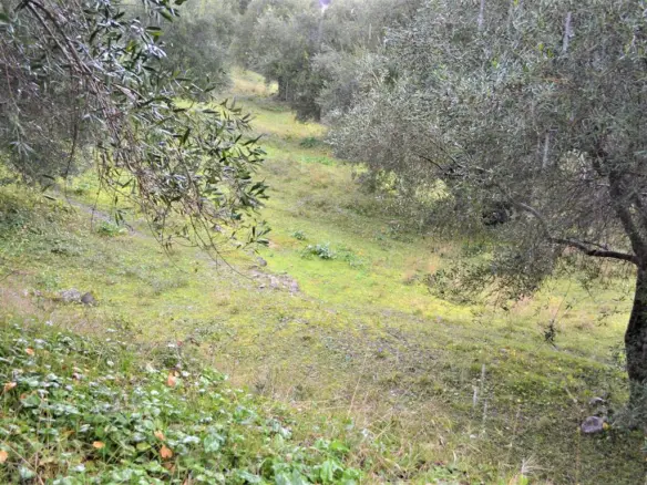 Land In Corfu, Greece