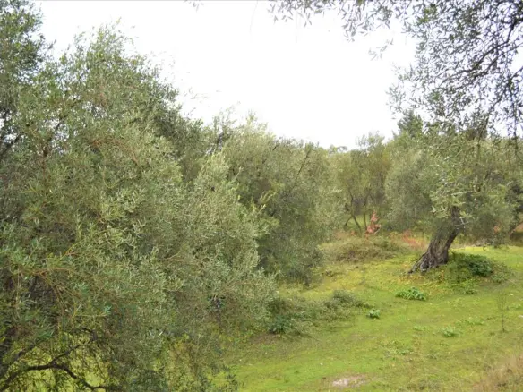 Land In Corfu, Greece