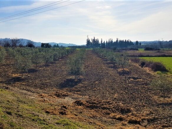 Land In Kassandra, Greece