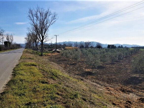 Land In Kassandra, Greece