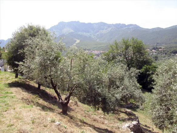 2500 M² Plot Available On Thassos Island