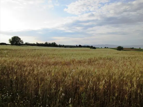 Land In Kassandra, Greece (8.500 M²)