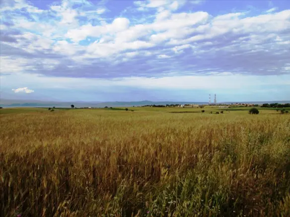 Land In Kassandra, Greece (8.500 M²)