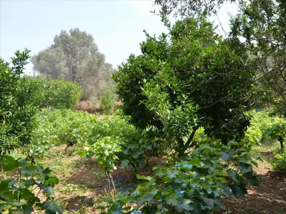 800 M² Plot Of Land Available On Euboea Island