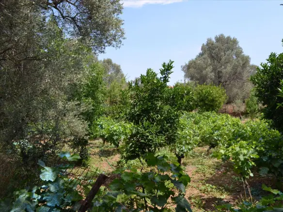 Land In Lilantio, Greece (800 M²)