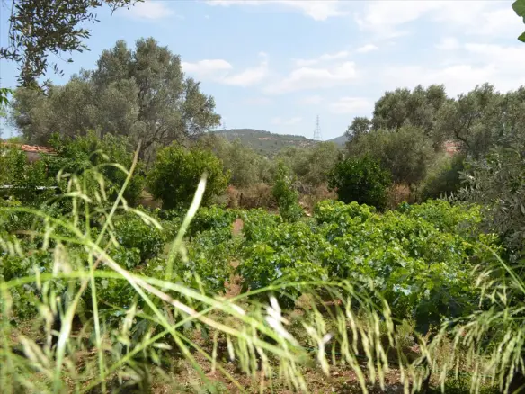 Land In Lilantio, Greece (800 M²)
