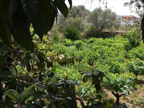 Land In Lilantio, Greece (800 M²)