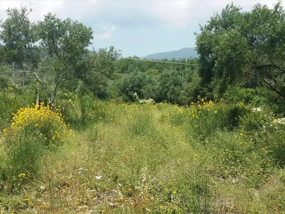 Land Opportunity 2770 M² In Corfu