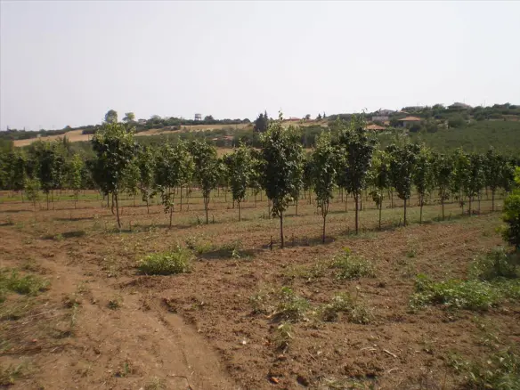 Land In Nea Propontida, Greece (1.691 M²)