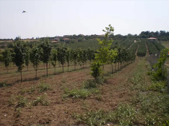 Land In Nea Propontida, Greece (1.691 M²)