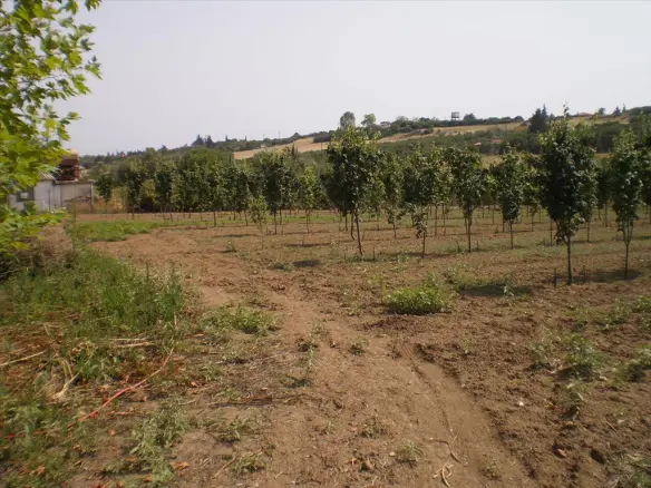 Land In Nea Propontida, Greece (1.691 M²)