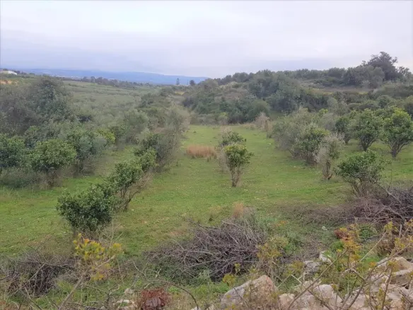 Land In Arkadi, Greece