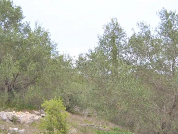 Land In Corfu, Greece