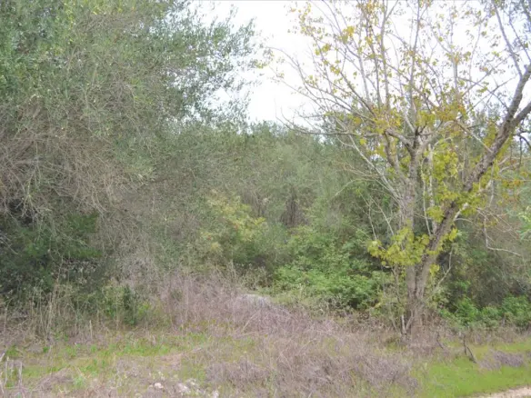 Land In Corfu, Greece
