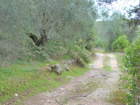 Land In Corfu, Greece
