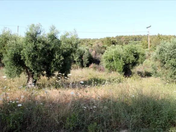 Land In Sithonia, Greece