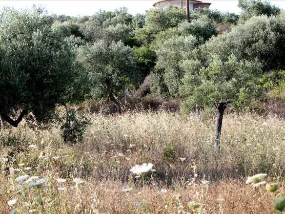 Land In Sithonia, Greece