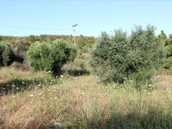 Land In Sithonia, Greece