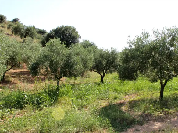 Land In Greece (4.042 M²)