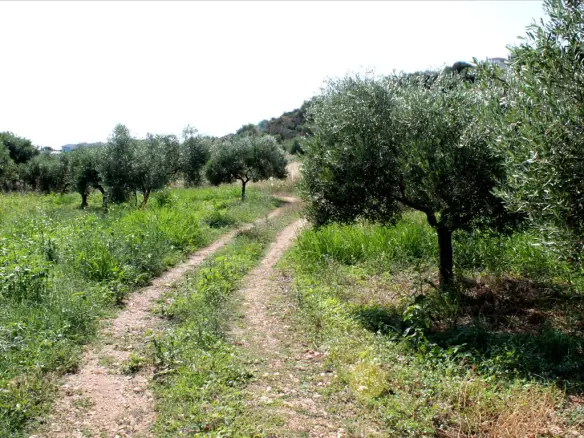Land In Greece (4.042 M²)