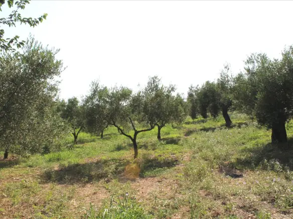 Land In Greece (4.042 M²)