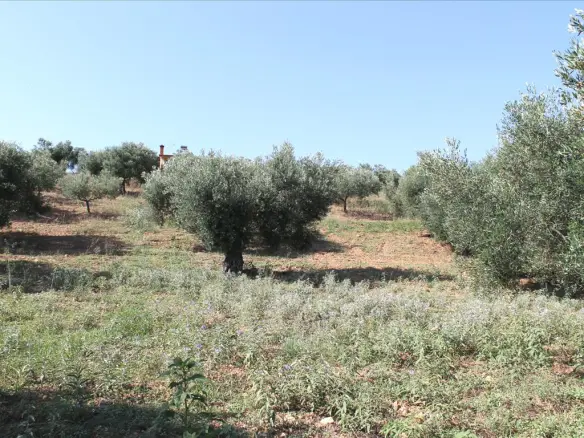 Land In Greece (4.042 M²)