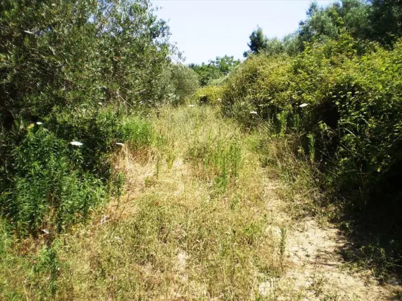 Land In Kassandra, Greece