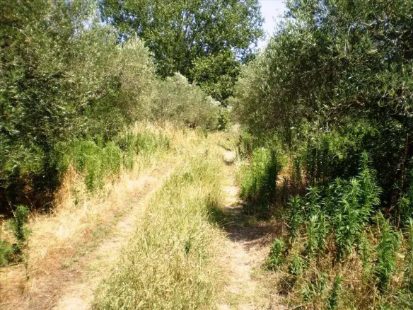 Land In Kassandra, Greece