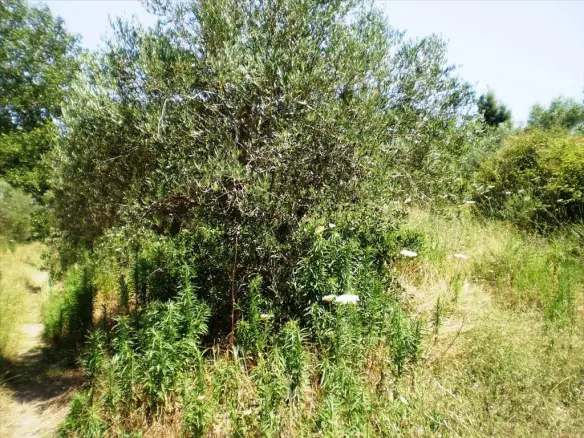 Land In Kassandra, Greece
