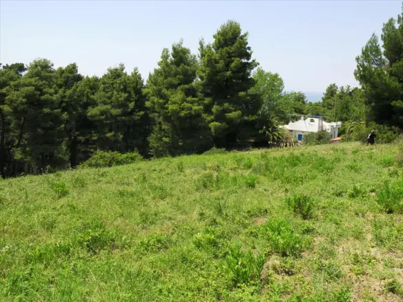 Land In Kassandra, Greece (6.500 M²)
