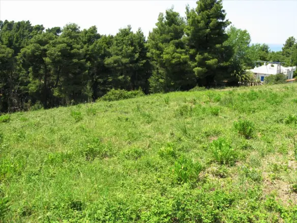 Land In Kassandra, Greece (6.500 M²)