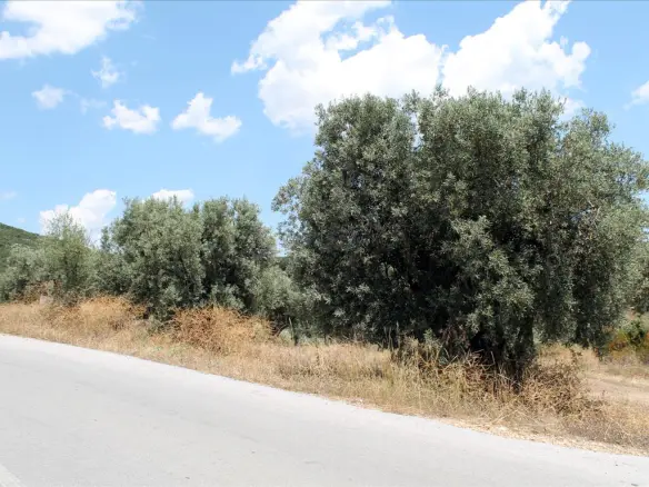 Land In Aristotle, Greece (5.568 M²)