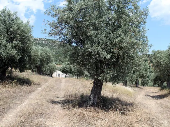 Land In Aristotle, Greece (5.568 M²)
