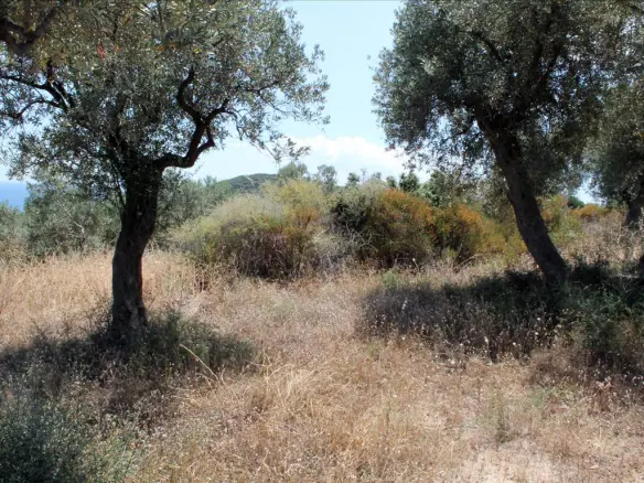 Land In Aristotle, Greece (5.568 M²)
