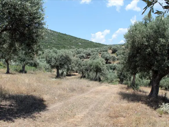 Land In Aristotle, Greece (5.568 M²)