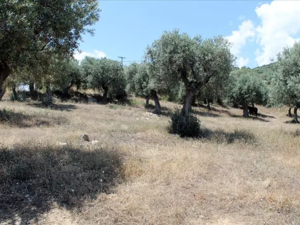 Land In Aristotle, Greece (5.568 M²)