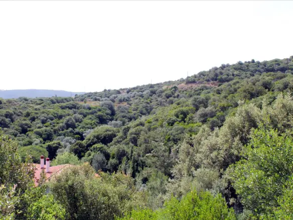 Land In Aristotle, Greece (8.620 M²)