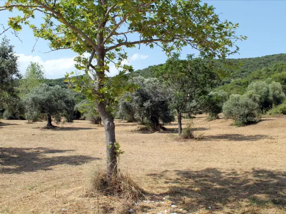 Land In Aristotle, Greece (8.620 M²)