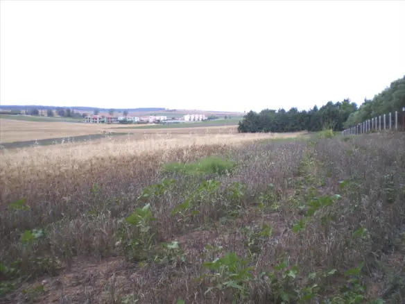 Land In Kassandra, Greece