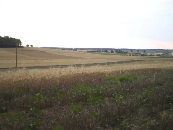 Land In Kassandra, Greece