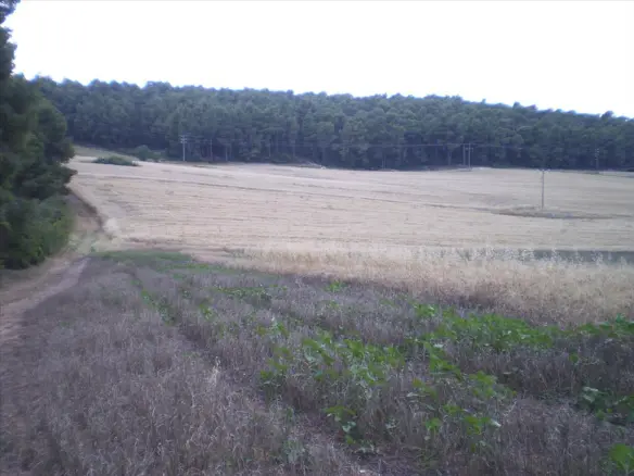 Land In Kassandra, Greece