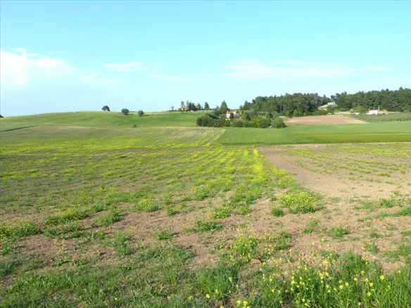 Land In Kassandra, Greece