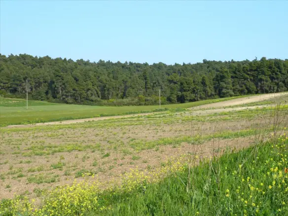 Land In Kassandra, Greece