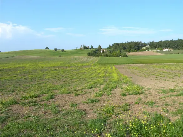 Land In Kassandra, Greece