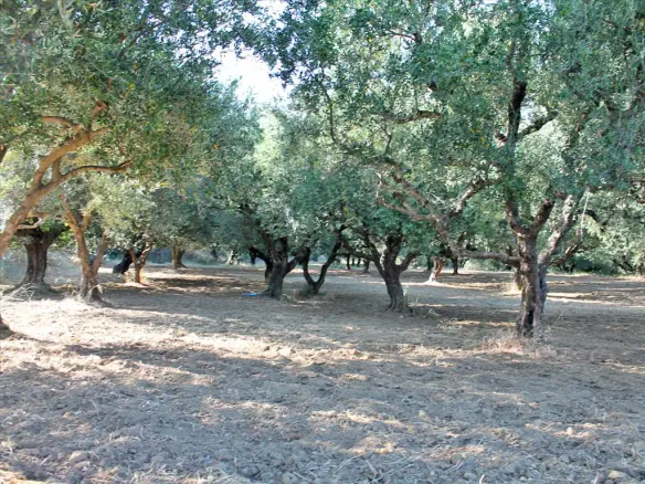 Land In Laganas, Greece (4.500 M²)