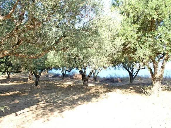Land In Laganas, Greece (4.500 M²)